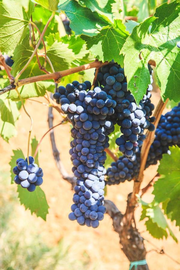 Case Vacanza Podere Risoino Poggibonsi Extérieur photo