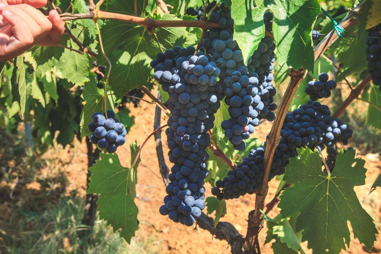 Case Vacanza Podere Risoino Poggibonsi Extérieur photo